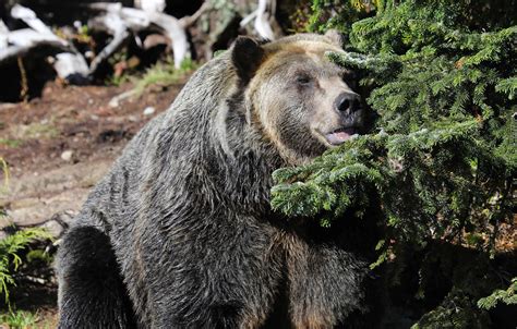 Largest Grizzly Bear on Record: Uncovering the Colossus of the Wild