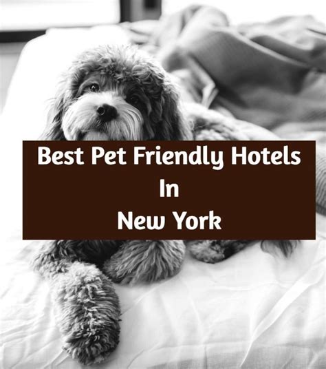 Largest Selection of Pet-Friendly Hotels: