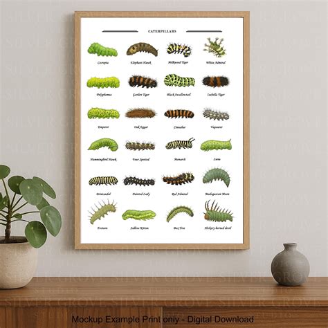 Larvae Printable