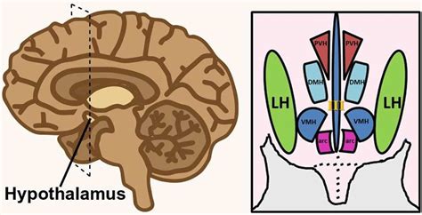 Lateral Hypothalamus AP Psychology Definition: A Comprehensive Guide