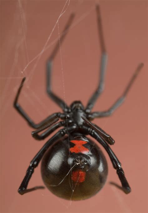 Latrodectus mactans