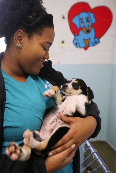 Lauderdale Animal Shelter: A Haven for Homeless Pets