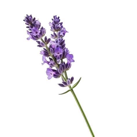 Lavender,