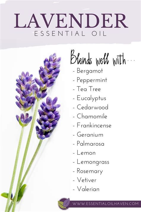 Lavender: A Timeless Scent with Therapeutic Benefits