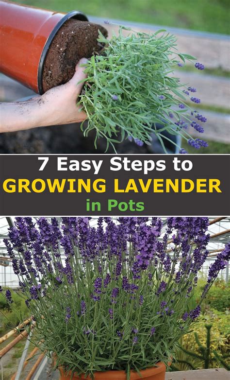 Lavender: The Wonder Herb with a Thousand Uses