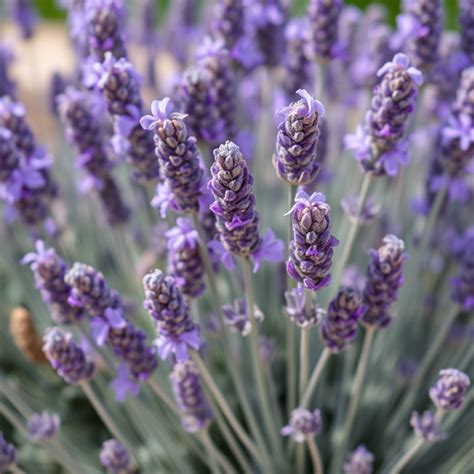 Lavender Colour T-shirt: A Timeless Symbol of Serenity and Tranquility