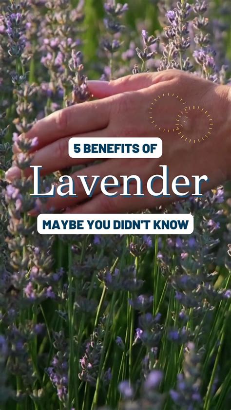 Lavender Crest: The 7 Key Benefits & 5 Practical Applications