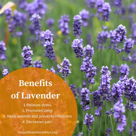 Lavender May: The Herb of Myriad Benefits