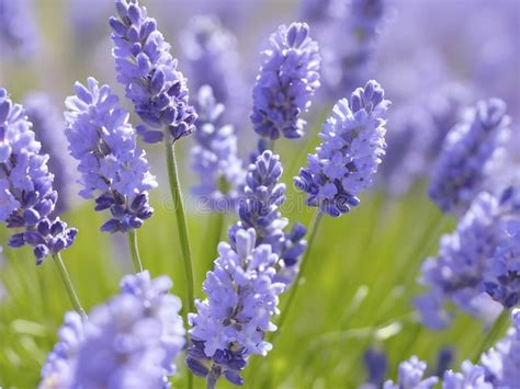 Lavender May: Where American-Rooted Elegance Blooms