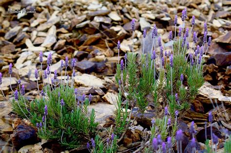 Lavender May Nude: Unveiling the Hidden Benefits of a Floral Masterpiece