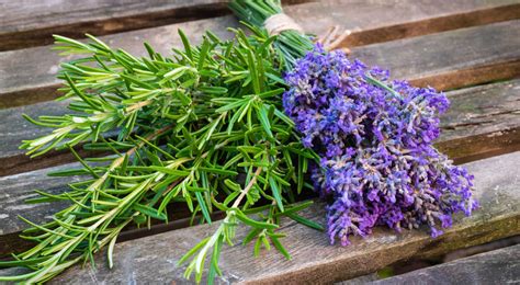 Lavender and Rosemary PDF