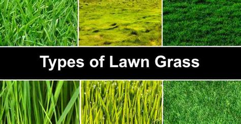 Lawn type: