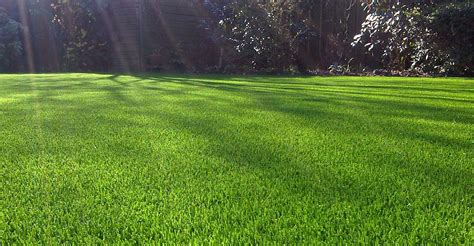 Lawns: