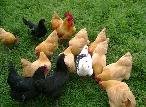 Laying Hens: