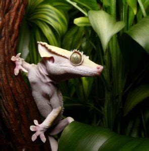 Lazily Lurking Lizards: Unveiling the Enchanting World of the Lazy Gecko Brittany