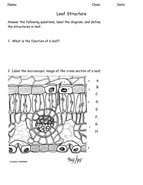 Leaf Anatomy Coloring Answer Key Doc