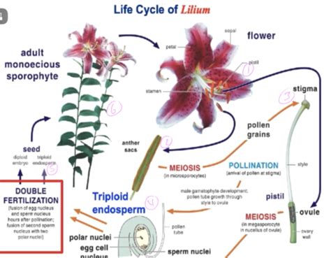 Leaf Biology If8765 Answers Epub