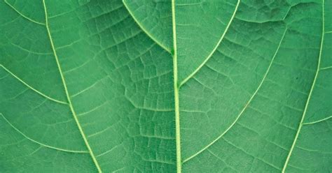 Leaf Blade: Unveiling the Green Powerhouse of Plants