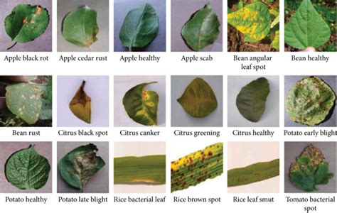 Leaf Plant Diseases Chart