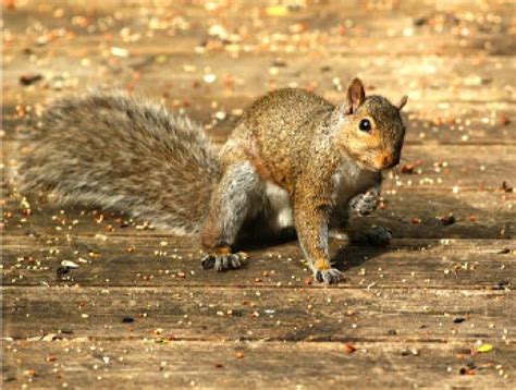 Leaping and Tail-Wagging: Uncover the Exhilaration of Squirrel Mario