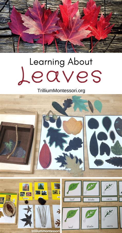 Learning about Leaves Reader