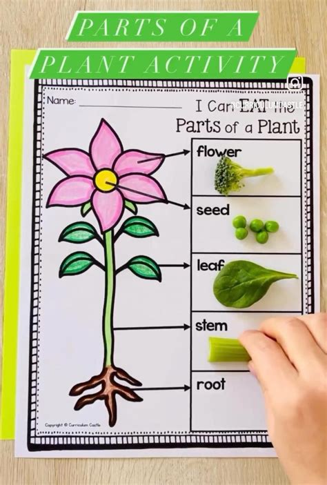 Learning about Plants Kindle Editon