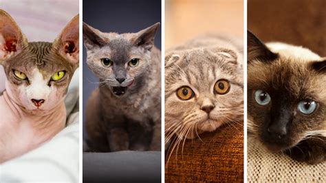 Least Affectionate Cat Breeds: A Guide to Independent Felines