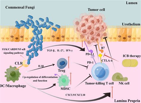 Lectins and Cancer PDF