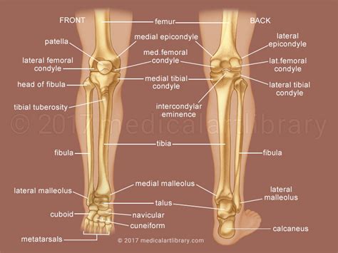 Leg Bones Anatomy Chart