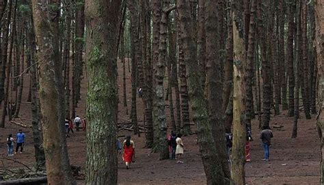 Legends at Pine Forest: 500-Year-Old Secrets of an Enchanting Woodland