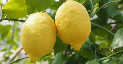 Lemon Fertilizer: 5 Essential Hacks to Boost Your Plant's Health