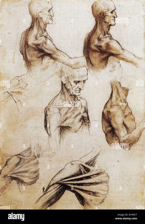 Leonardo Da Vinci Anatomical Drawings PDF