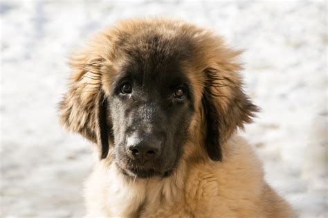 Leonberger Puppy Price: The Ultimate Guide