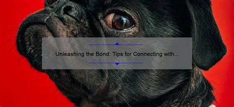 Leong Chan Hoong: Unleashing the Power of Dog Training for a Deeper Bond