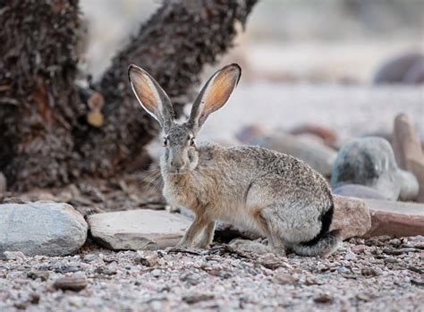 Lepus californicus