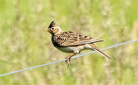 Les Alouettes : Des oiseaux fascinants aux chants mélodieux