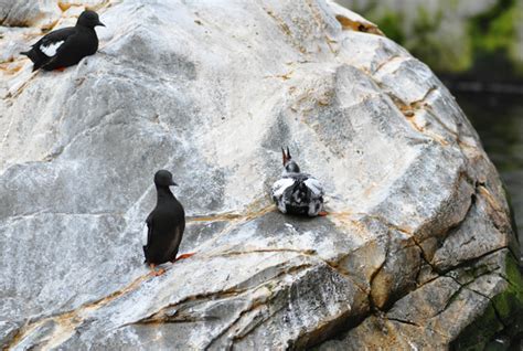 Les Pingouins du Canadien : Un Guide Complet des Oiseaux Glacés de Montréal