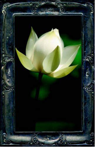 Letting the Lotus Bloom the Expression of Soul through Flowers Kindle Editon