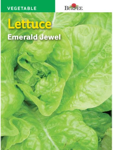 Lettuce Midorikawa: The Emerald Jewel of Hydroponics