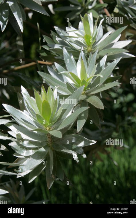 Leucadendron: The Silver Tree with a Heart of Gold