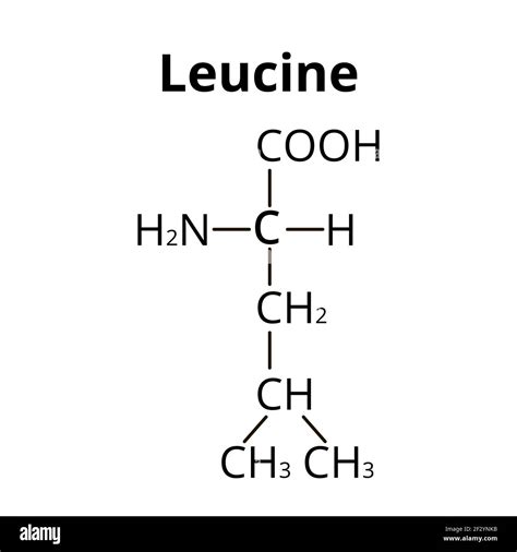 Leucine,