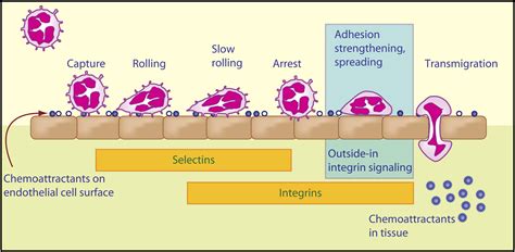 Leucocyte Adhesion Reader