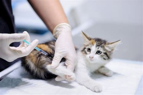 Leukemia Shot for Cats: Protecting Your Feline Companion with 2 Shots