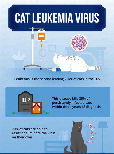 Leukemia in Cats Cure: A Comprehensive Guide to Treatment and Hope