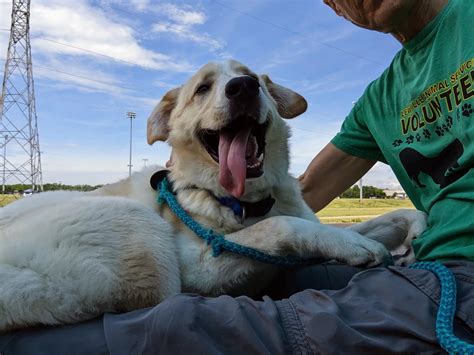 Lewisville Animal Services: Providing Compassionate Care for Local Pets