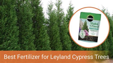 Leyland Cypress Fertilizer: 7 Essential Nutrients & When to Apply