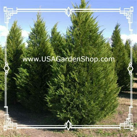 Leyland Cypress Fertilizer: A Comprehensive Guide