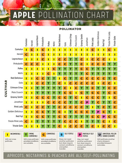 Liberty Apple Pollination Chart