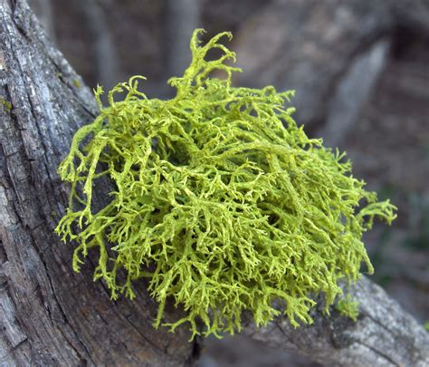 Lichens Epub