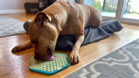 Lick Mats: A Puzzle for Your Pup's Palate